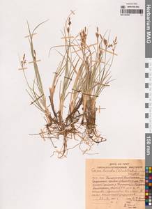 Осока свинцово-зеленая (Wahlenb.) Willd., Сибирь, Чукотка и Камчатка (S7) (Россия)