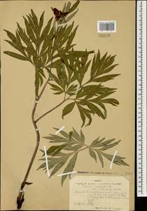 Пион уклоняющийся, Марьин корень L., Монголия (MONG) (Монголия)