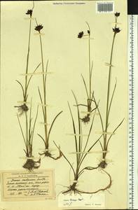 Juncus castaneus subsp. triceps (Rostk.) V. Novik., Сибирь, Западная Сибирь (S1) (Россия)