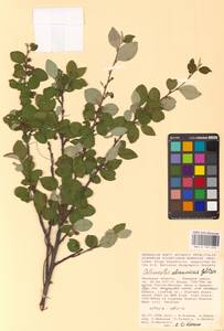 Кизильник цельнокрайний Medik., Восточная Европа, Центральный лесостепной район (E6) (Россия)