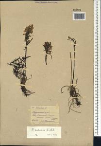 Мытник судетский Willd., Сибирь, Центральная Сибирь (S3) (Россия)