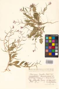 Хориспора нежная, Хориспора тоненькая (Pall.) DC., Восточная Европа, Нижневолжский район (E9) (Россия)