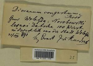 Dicranum flexicaule Brid., Гербарий мохообразных, Мхи - Архангельская и Вологодская области, Коми, Ненецкий АО (B7) (Россия)