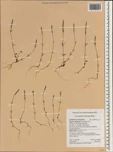 Crucianella imbricata Boiss., Зарубежная Азия (ASIA) (Кипр)