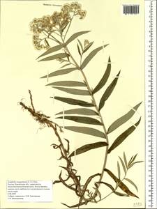 Анафалис жемчужный (L.) Benth., Сибирь, Чукотка и Камчатка (S7) (Россия)