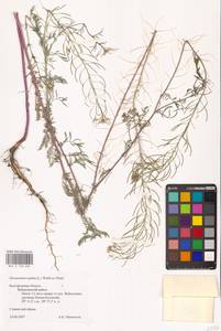 Дескурения Софии (L.) Webb ex Prantl, Восточная Европа, Центральный лесостепной район (E6) (Россия)