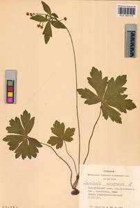 Подлесник европейский L., Сибирь, Алтай и Саяны (S2) (Россия)