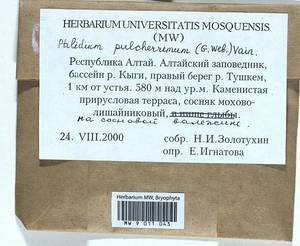 Ptilidium pulcherrimum (Weber) Vain., Гербарий мохообразных, Мхи - Западная Сибирь (включая Алтай) (B15) (Россия)