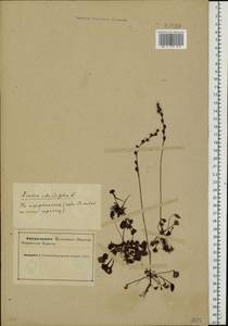 Росянка круглолистная L., Восточная Европа, Северный район (E1) (Россия)