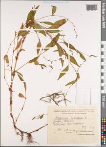 Горец перечный, Водяной перец (L.) Spach, Кавказ, Грузия (K4) (Грузия)