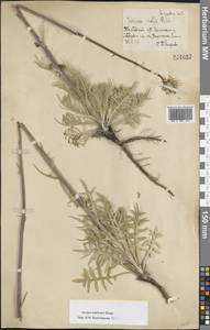 Наголоватка Ледебура Bunge, Восточная Европа, Центральный лесостепной район (E6) (Россия)