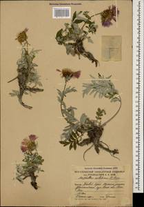 Псефеллюс колхидский Sosn., Кавказ, Южная Осетия (K4b) (Южная Осетия)