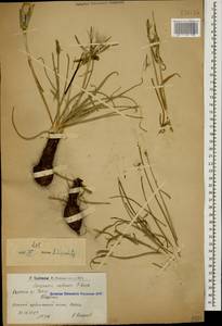 Lilacina suberosa (K. Koch) Yild., Кавказ, Армения (K5) (Армения)