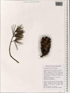 Pinus dalatensis Ferré, Зарубежная Азия (ASIA) (Вьетнам)