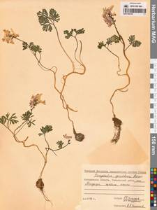 Хохлатка Городкова Karav., Сибирь, Чукотка и Камчатка (S7) (Россия)