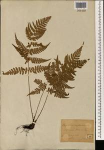 Dryopteris erythrosora (D. C. Eaton) Kuntze, Зарубежная Азия (ASIA) (Япония)