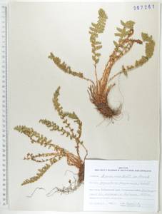 Щитовник пахучий (L.) Schott, Сибирь, Дальний Восток (S6) (Россия)