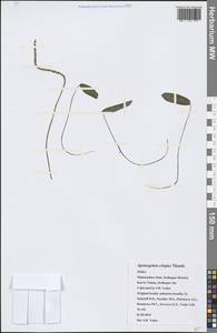 Aponogeton crispus Thunb., Зарубежная Азия (ASIA) (Индия)
