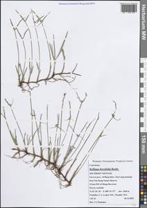 Киллинга коротколистная Rottb., Зарубежная Азия (ASIA) (Вьетнам)