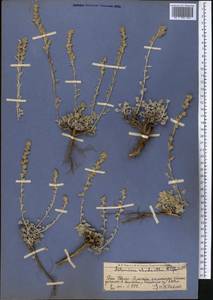 Полынь розовоцветковая Rupr., Средняя Азия и Казахстан, Западный Тянь-Шань и Каратау (M3) (Казахстан)