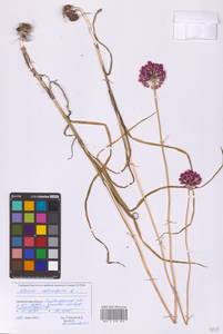 Лук круглый L., Восточная Европа, Восточный район (E10) (Россия)