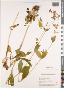 Silene dioica subsp. dioica, Восточная Европа, Северо-Западный район (E2) (Россия)