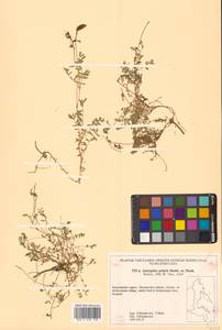 Астрагал полярный (Seem.) Benth., Сибирь, Чукотка и Камчатка (S7) (Россия)