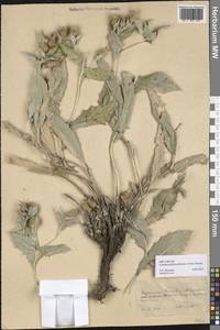 Кузиния белоцветковая (Bornm. & Sint.) Bornm., Средняя Азия и Казахстан, Копетдаг, Бадхыз, Малый и Большой Балхан (M1) (Туркмения)