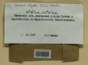 Arctoa blyttii (Bruch & Schimp.) Loeske, Гербарий мохообразных, Мхи - Прибайкалье и Забайкалье (B18) (Россия)