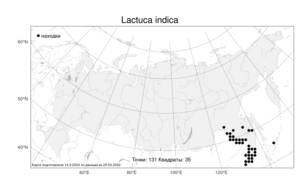 Lactuca indica, Латук индийский L., Атлас флоры России (FLORUS) (Россия)
