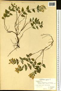 Шлемник приземистый L., Восточная Европа, Центральный лесостепной район (E6) (Россия)