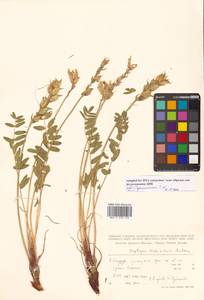 Oxytropis campestris subsp. rishiriensis (Matsum.) Toyok., Сибирь, Дальний Восток (S6) (Россия)