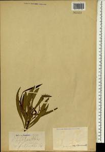 Phyllanthus epiphyllanthus subsp. epiphyllanthus, Зарубежная Азия (ASIA) (Неизвестно)