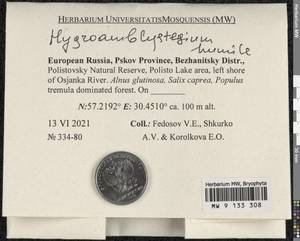 Hygroamblystegium humile (P. Beauv.) Vanderp., Hedenäs & Goffinet, Гербарий мохообразных, Мхи - Новгородская и Псковская области (B5) (Россия)