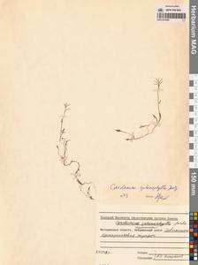 Сердечник пальчатый Richardson, Сибирь, Чукотка и Камчатка (S7) (Россия)