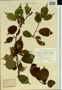 Prunus nipponica var. kurilensis (Miyabe) Wilson, Сибирь, Дальний Восток (S6) (Россия)