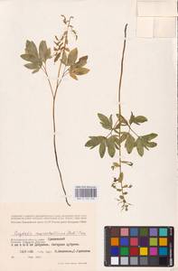 Хохлатка полая (L.) Schweigg. & Körte, Восточная Европа, Нижневолжский район (E9) (Россия)