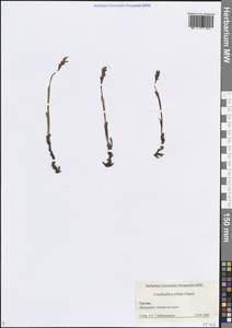 Ладьян трехнадрезанный Châtel., Кавказ, Грузия (K4) (Грузия)