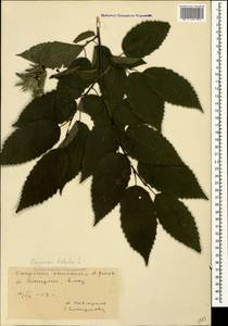 Граб обыкновенный, Граб кавказский L., Кавказ, Грузия (K4) (Грузия)