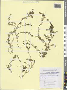 Диходон ясколковый (L.) Rchb., Кавказ, Краснодарский край и Адыгея (K1a) (Россия)