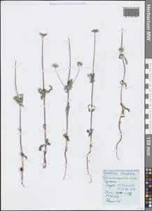 Lomelosia brachiata (Sm.) Greuter & Burdet, Крым (KRYM) (Россия)