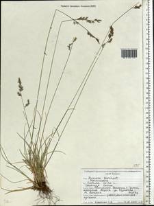 Овсяница овечья L., Восточная Европа, Белоруссия (E3a) (Белоруссия)