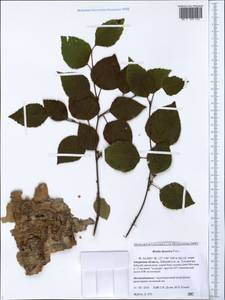 Береза даурская Pall., Сибирь, Дальний Восток (S6) (Россия)