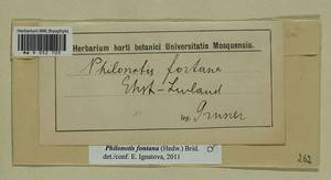 Philonotis fontana (Hedw.) Brid., Гербарий мохообразных, Мхи - Прибалтика (B1) (Неизвестно)