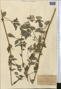 Колокольник ломоносовидный (Schrenk) C.B.Clarke, Средняя Азия и Казахстан, Северный и Центральный Тянь-Шань (M4) (Казахстан)