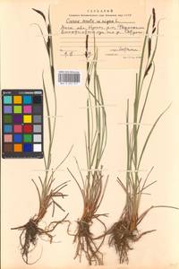 Осока [гибрид], Восточная Европа, Московская область и Москва (E4a) (Россия)