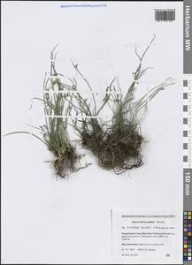 Ситник короткоприцветниковый Maxim., Сибирь, Якутия (S5) (Россия)