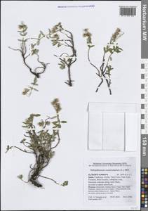 Солнцецвет монетолистный (L.) Mill., Западная Европа (EUR) (Испания)