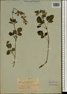 Salvia rubifolia Boiss., Зарубежная Азия (ASIA) (Ливан)