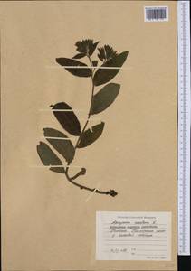 Poacynum venetum (L.) Mavrodiev, Laktionov & Yu. E. Alexeev, Западная Европа (EUR) (Болгария)